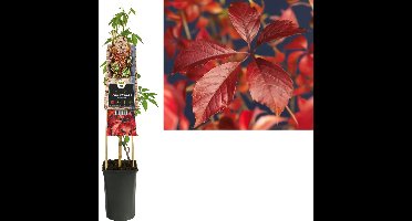 Klimplant Parthenocissus Engelmannii - Wilde Wingerd