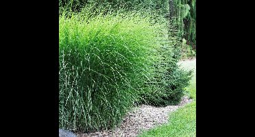 25 x Prachtriet Gracillimus - Winterhard Siergras - Miscanthus sinensis 'Gracillimus' in 9x9cm pot met hoogte 5-10cm