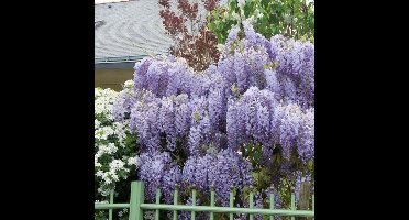 12 x Blauwe Regen Prolific Paars|Lila - Winterharde Bloeiende Klimplant - Wisteria sinensis 'Prolific' in C2.5 liter pot met hoogte 50-60cm