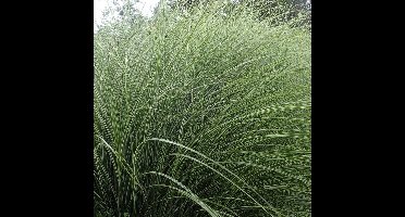 4 x Bontbladig Prachtriet XL - Siergras met Pluim - Miscanthus 'Morning Light' in C2(liter) pot met hoogte 10-30 cm