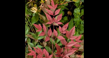 12 x Nandina domestica Obsessed - Hemelse bamboe in C3 pot met hoogte 20-40cm