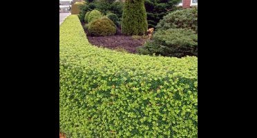 12 x Japanse Hulst XL - Wintergroene Haagplant - Buxusvervanger - Ilex crenata 'Dark Green' in C2(liter) pot met hoogte 30-40cm