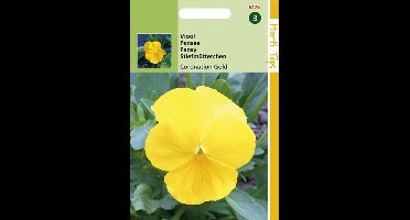 Hortitops Viool Coronation Gold