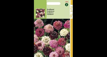 Hortitops Duifkruid Bloemzaad - Scabiosa Atropurpurea - Gemengd