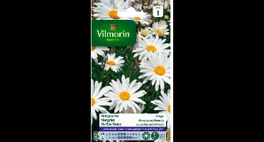 Margriet Margo - Chrysanthemum leucanthemum