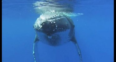 Universal Pictures 748281837U film en Video DVD Italiaans