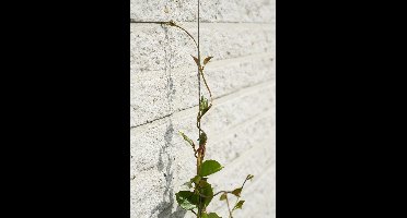 3 stuks Nature draadset voor klimplanten doorsnede 1,8 mm x 10 m