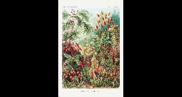 Mos en Paddestoelen van Ernst Haeckel - Maxi Poster