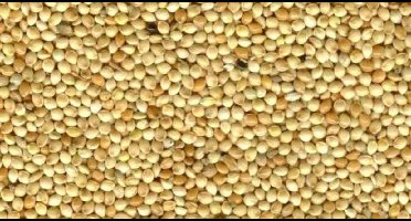 Wielink Geel millet 20 kg