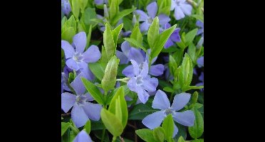 25 x Maagdenpalm Blauw - Bodembedekkers Planten - Winterharde Tuinplanten - Vaste Planten - Vinca minor in 9x9cm pot met hoogte 5-10cm