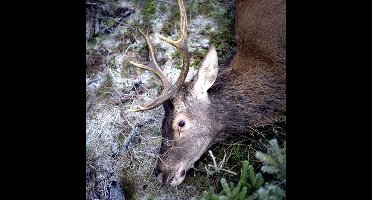 Girls In Hawaii - Plan Your Escape (LP)