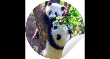 WallCircle - Muurstickers - Behangcirkel - Panda's - Boom - Natuur - ⌀ 30 cm - Muurcirkel - Zelfklevend - Ronde Behangsticker