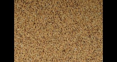 Wielink Paddy rijst 20 kg