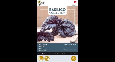 Basilico a foglia violetta di lattuga