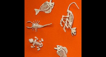 Boland - Decoratie Skelet draak - Horror - Horror