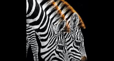 Schilderij - Drinkende zebra's , Zwart wit , 3 maten , Premium Print