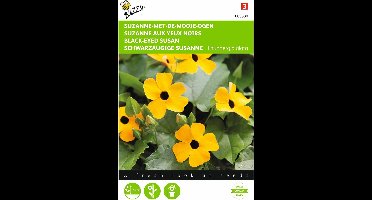 2 stuks - Buzzy - Thunbergia Alata Suzanne met de mooie ogen