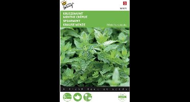 2 stuks Munt, Kruizemunt (Mentha spicata)