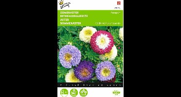 2 stuks Callistephus, Zomeraster Pompon gemengd