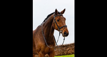 Trust Geneva Combined Noseband Hoofdstel Full Zwart/Zilver