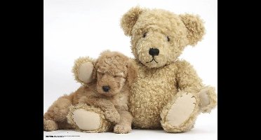 Golden Puppy With Teddy Bear Poster 50x40cm