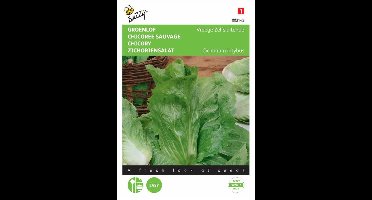 Buzzy Zaden - Groenlof Vroege Zelfsluitende - Cichorium intybus