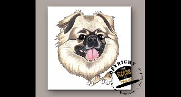 Tegel Hond Tibetaanse Spaniel