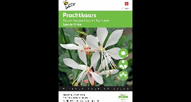 Buzzy® Gaura lindheimerii Sparkle White