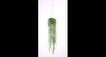 Emerald - Senecio hangplant - 70 cm - groen