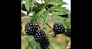 8 x Doornloze Bramenstruik Thornless Evergreen Zwart Braam - Winterharde Fruitplant Klimplant - Rubus 'Thornless Evergreen' in C2(liter) pot met hoogte 50-60cm