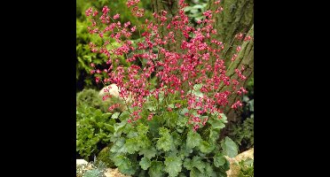 12 x Purperklokje Groen|Rood - Bodembedekker Winterhard - Heuchera sanguinea 'Leuchtkäfer' in 9x9cm pot met hoogte 5-10cm
