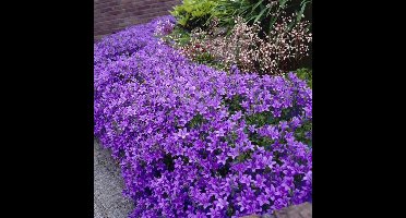 6 x Klokjesbloem Paars 'Catharina' - Wintergroene Bodembedekker - Campanula portenschlagiana Catharina in 9x9 pot met hoogte 0-10cm