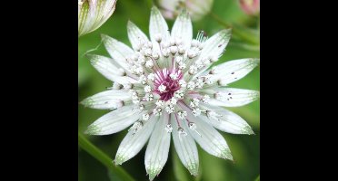 6 x Astrantia major - Zeeuws Knoopje in 9x9 pot met hoogte 0-10cm