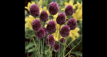6 x Kogellook / Sierui Rood|Paars - Bloembol in Pot - Allium sphaerocephalon in 9x9 pot met hoogte 0-10cm