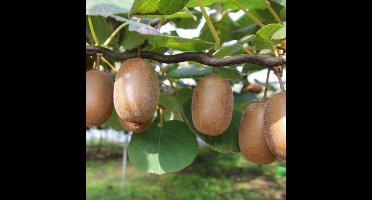 4 x Zelfbestuivende Kiwiplant Jenny - Winterharde Klimplant en Fruitplant - Actinidia deliciosa 'Jenny' in C2(liter) pot met hoogte 50-60cm