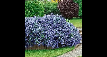 4 x Amerikaanse Sering Blauw XL - Winterharde Struik - Ceanothus thyrsiflorus 'Repens' in C2(liter) pot met hoogte 10-30cm