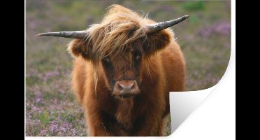 Muurstickers - Sticker Folie - Schotse Hooglander - Heide - Dieren - 30x20 cm - Plakfolie - Muurstickers Kinderkamer - Zelfklevend Behang - Zelfklevend behangpapier - Stickerfolie