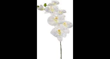 Emerald Kunstbloem Orchidee - 80 cm - wit - losse tak - kunst zijdebloem - Phalaenopsis