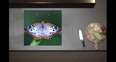 Inductieplaat Beschermer - Anartia jatrophae Blauw met Bruine Vlinder - 58x55 cm - 2 mm Dik - Inductie Beschermer - Bescherming Inductiekookplaat - Kookplaat Beschermer van Wit Vinyl