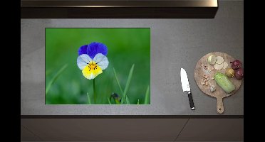 Inductieplaat Beschermer - Blauw met Gele Tuinviool in Grasveld - Bloemen - 71x52 cm - 2 mm Dik - Inductie Beschermer - Bescherming Inductiekookplaat - Kookplaat Beschermer van Zwart Vinyl