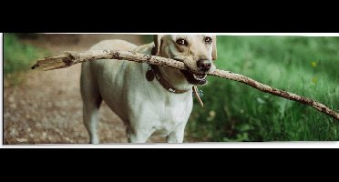 WallClassics - Dibond - Hond met Grote Stok in Mond op een Pad naast een Grasveld - 90x30 cm Foto op Aluminium (Met Ophangsysteem)