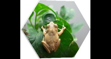 WallClassics - PVC Schuimplaat Hexagon - Bruine Kikker op een Blad - 40x34.8 cm Foto op Hexagon (Met Ophangsysteem)