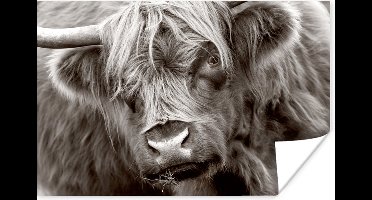 Poster Schotse Hooglander - Zwart - Wit - Hoorns - 30x20 cm