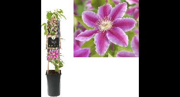 Klimplant Clematis Dr. Ruppel (Bosrank)