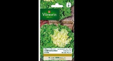 Andijvie Breedblad Groene Volhart