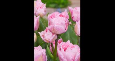 100x Tulpen 'Mariage' - BULBi® Bloembollen met bloeigarantie