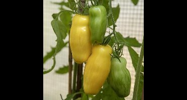 Tomaten zaden - San Marzano yellow