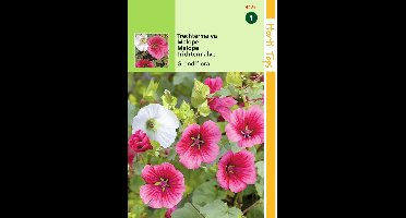 2 stuks - Hortitops - Malope Trifida Grandiflora Gemengd