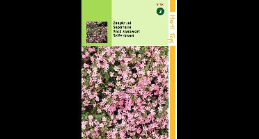 2 stuks - Hortitops - Saponaria Ocymoides Zeepkruid Rose