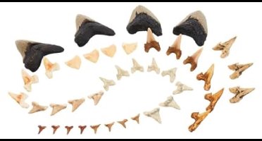 Guidecraft speelgoed Super Shark Teeth set - 40 stuks - educatief.